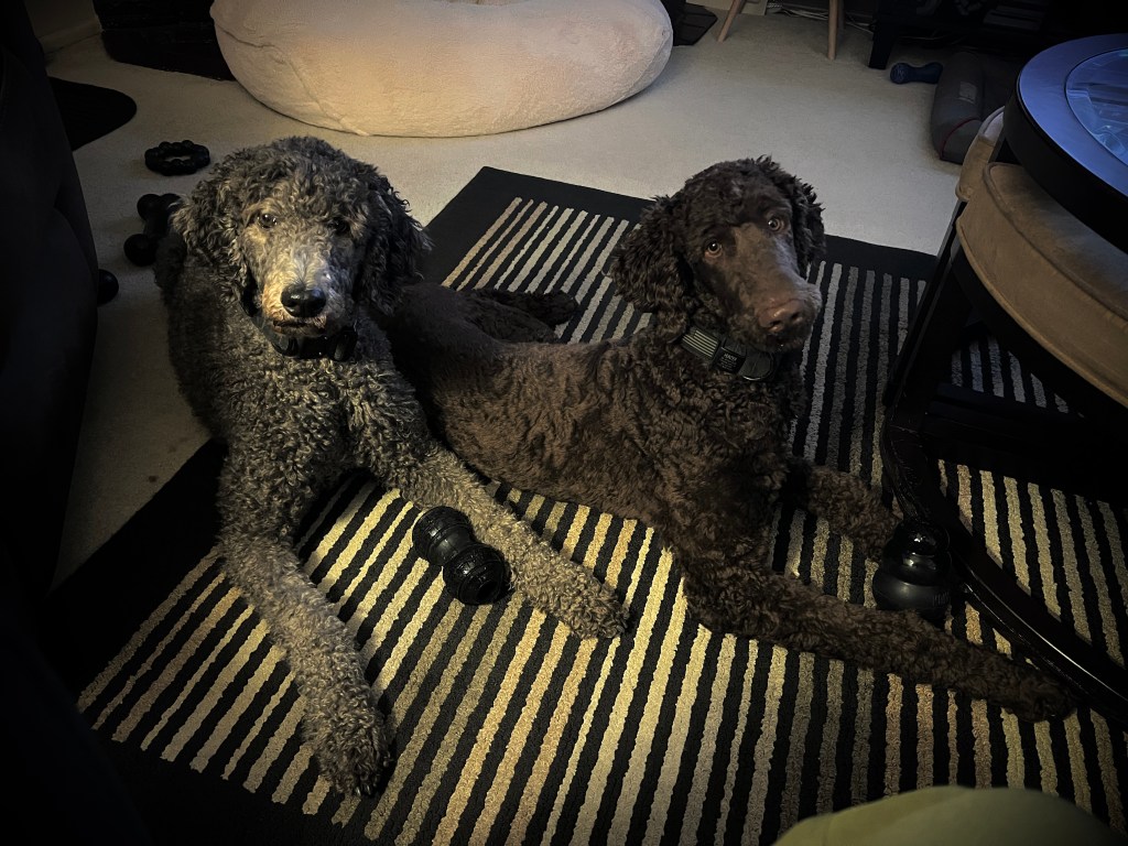 Tech and Dog Ownership: A unique&nbsp;combo.